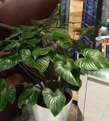 A close-up of a stunning Homalomena plant with large, glossy, heart-shaped leaves. A single, beautiful specimen plant like this can become a focal point and elevate the decor of any commercial space.