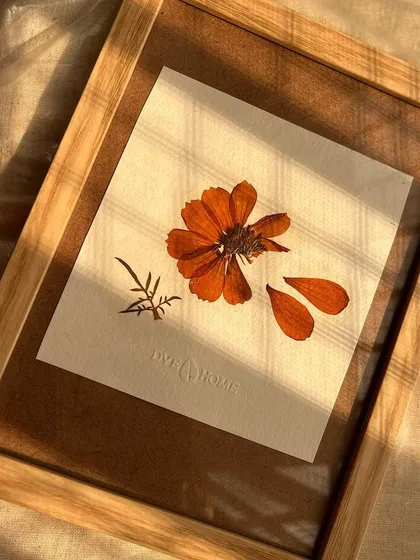 A homegrown cosmos flower, pressed and preserved on my own handmade paper. The sunlight catching the delicate petals shows the simple beauty I aim to capture. This piece is part of a larger collection of botanical art I am creating.