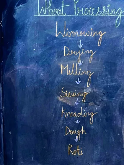 A diagram showing the steps of wheat processing, from winnowing and milling the grain to kneading the dough and making a roti.