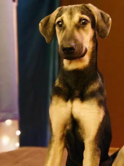 Nova sitting elegantly, looking like a queen. She has a calm and gentle demeanor.