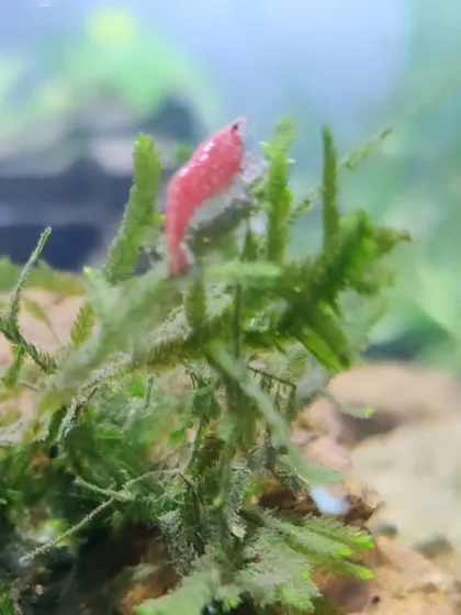 A vibrant fire red shrimp explores the moss in our classroom aquarium. Observing these creatures daily allows children to learn about their behavior, feeding habits, and interactions in a self-directed way.