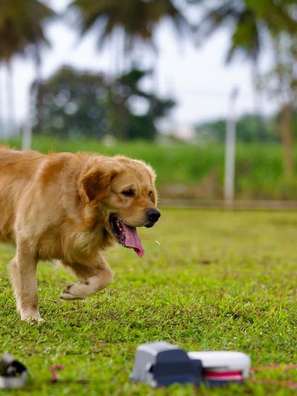 The Pawsome Camp - Dog Park & Pool Play, Train, & Learn photo 22