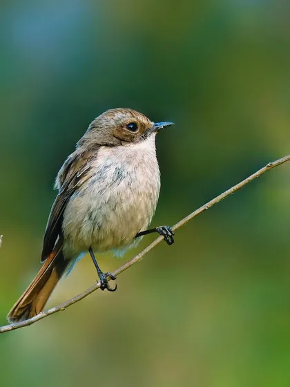A female Gray Bushchat perches delicately on a thin, bare twig. The simple composition and soft green background highlight the bird's small size and subtle beauty.