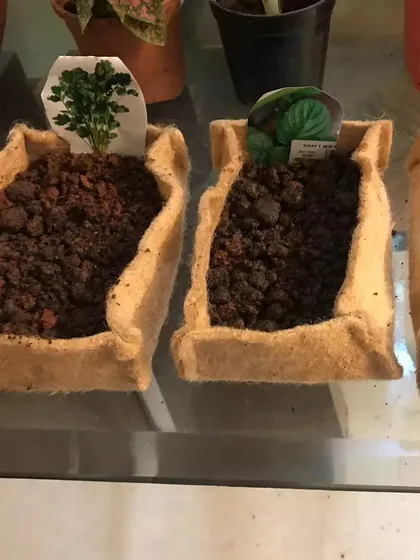This shows the beginning of the microgreens journey. These biodegradable grow bags are filled with soil and labeled, ready for seeds to be sown. It’s a simple and rewarding process to watch your own food grow from the start.