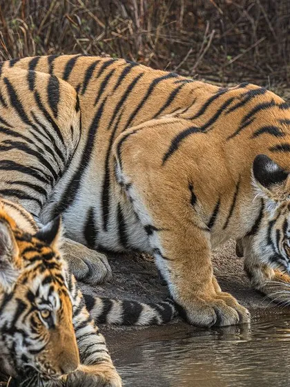 Two tigers drinking, one looking directly at the camera. My gear's ability to track eyes ensures that even in a multi-subject scene, the point of connection is tack sharp.