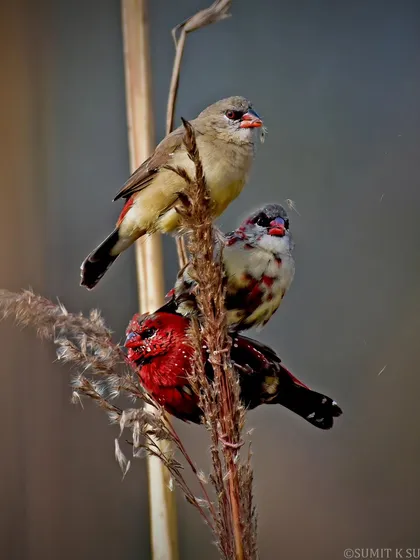 A beautiful composition of Red Avadavats. The frame shows a fully coloured male, a transitioning male, and a female, all on the same stalk.