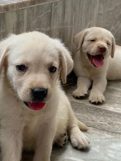 Two happy and healthy female Labrador puppies playing. They are full of life and have been socialized with other dogs and people from a young age.