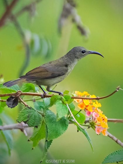 A female Crimson Sunbird, whose muted, olive-green plumage is designed for camouflage while she tends to her nest.