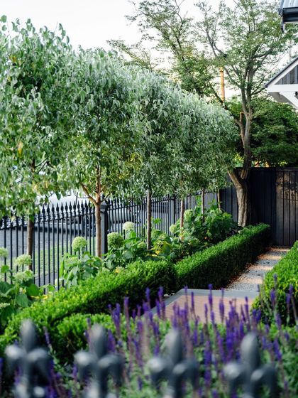 A layered border planting in a formal style. We use a low boxwood hedge in the foreground, followed by flowering perennials and a row of manicured trees against a classic iron fence.