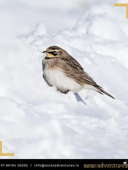 A Horned Lark stands in the snow, its subtle colors a beautiful contrast to the white landscape. We find these birds in the open, high-altitude regions of our Mongolian and Ladakhi expeditions.