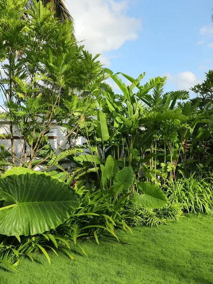 I create dense, tropical-style landscapes that feel alive. This project uses large-leaf Alocasia and banana plants alongside manicured grass to build a private, vibrant outdoor retreat.