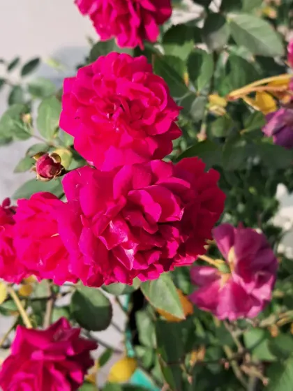 Bhardwaj - Urban Gardening Consultation A Riot of Colorful Flowers photo 99