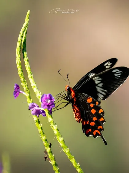 A Common Rose butterfly delicately feeding on a small purple flower. Macro photography allows me to reveal the intricate patterns on its wings and its gentle interaction with the plant.