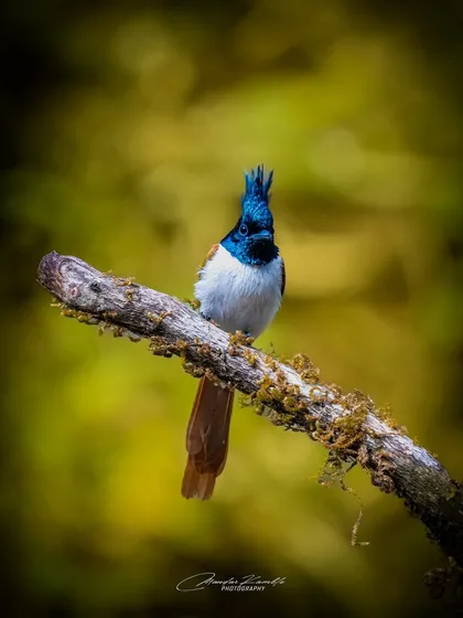 A front-facing portrait of the Asian Paradise Flycatcher. Its spiky crest and intense gaze give it a regal and commanding presence.