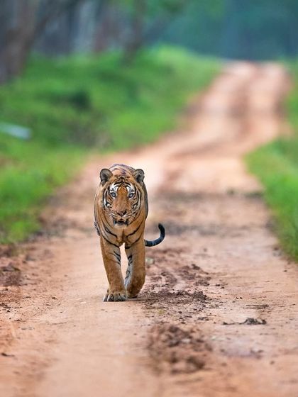 The Nayanjikatte Male, also known as Cutnose, walking down a jungle path. His story is a reminder that a king never truly dies; he becomes a legend.