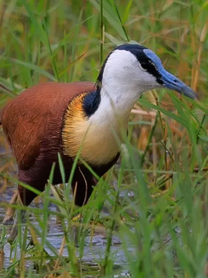 An African Jacana, sometimes called the "Jesus bird" for its ability to walk on floating vegetation. Its long toes distribute its weight, allowing it to navigate lily pads with ease.
