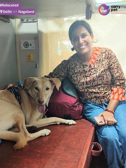 Burfi enjoying her comfortable berth on the train from Delhi to Dimapur, Nagaland. I ensure that even on long domestic journeys, your pet has a safe and secure space.