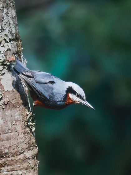 The Chestnut-bellied Nuthatch, a small bird that can climb down tree trunks headfirst, a skill that separates it from woodpeckers.