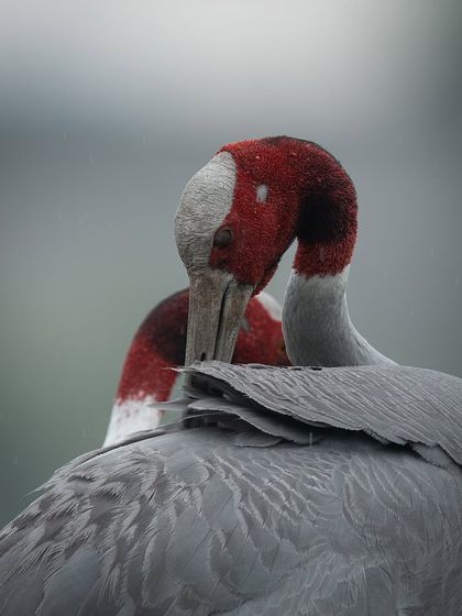 An intimate moment between a pair of Sarus Cranes as they preen each other. This behavior strengthens their lifelong bond, and it's a beautiful display of affection in the animal world.