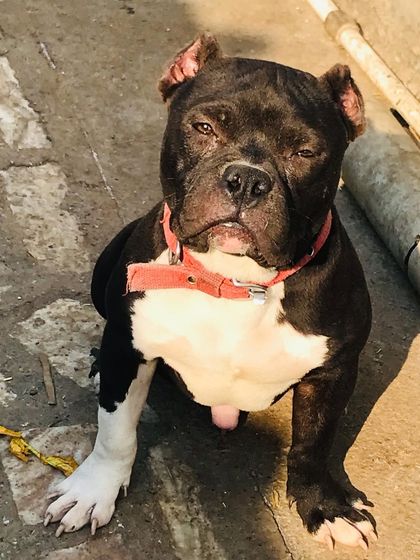 Another shot of Sultan looking blissfully sleepy.