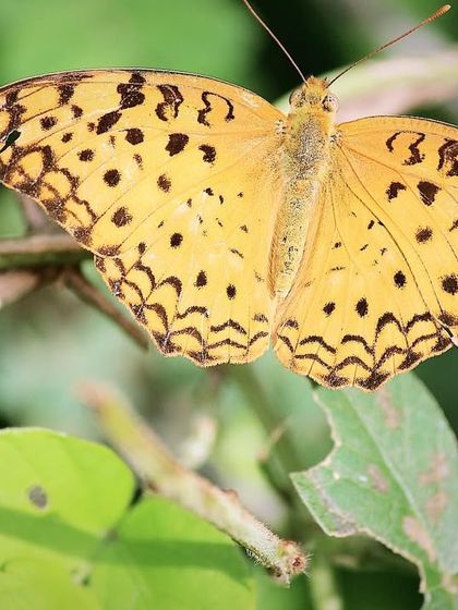 Discovery Village Resorts - Nature-based Getaways & Stays Wildlife Encounters & Safaris photo 22