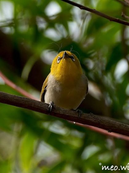 The Indian White-eye is a tiny bird with a distinctive white ring around its eye. It looks so curious and cheerful, a little bundle of yellow and green energy.
