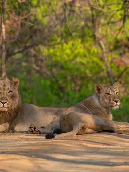 The lion and lioness resting together on the track, their bond unmistakable.