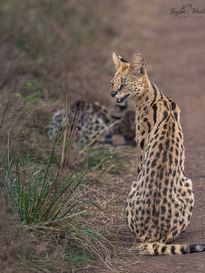 Using grid lines for composition. The serval cat's eye is placed perfectly along the top-right intersection of the rule of thirds grid, drawing instant focus and creating a balanced, dynamic frame.