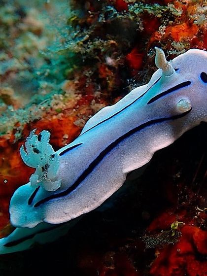 A close-up of a Chromodoris magnifica nudibranch. The macro life in the islands surrounding Sipadan, like Mabul and Kapalai, is world-class.