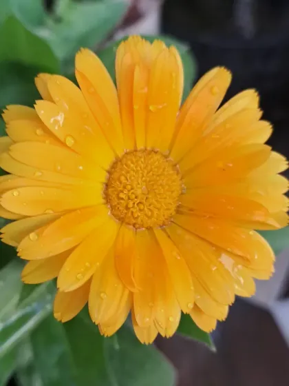 Bhardwaj - Urban Gardening Consultation A Riot of Colorful Flowers photo 146