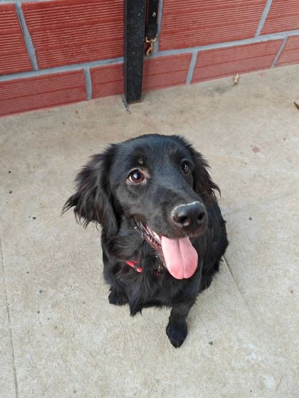 This happy kiddo is all smiles. A relaxed posture and a happy pant are great indicators that a dog feels safe and content in their environment. This is the emotional state we aim for before beginning any formal training.
