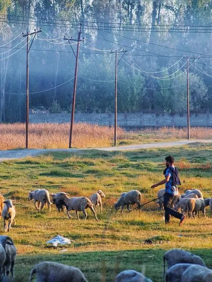 An early morning in the Kashmir valley. A shepherd guides his flock through the misty fields, a simple, timeless scene that captures the serene beauty of rural landscape photography.