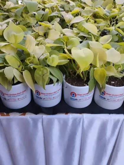 A sea of green for a corporate event. This large order of Golden Pothos plants sits ready in ceramic pots customized for Star Union Dai-ichi Life Insurance, creating a powerful visual impact.