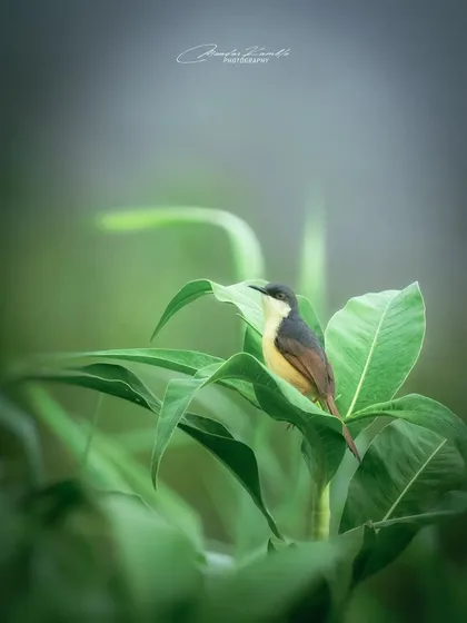 An Ashy Prinia in a dreamy, misty setting. The soft focus and muted green tones give this image an ethereal quality.