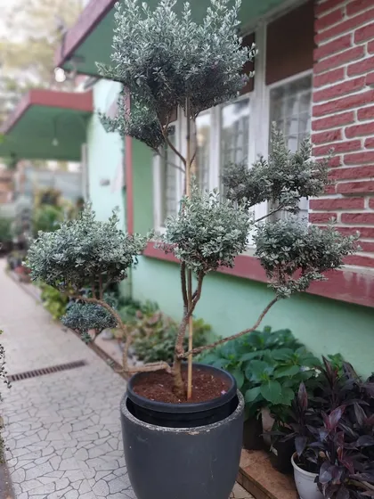 This is a specimen Leucophyllum frutescens, also known as Nikotia, expertly shaped into a topiary. We specialize in sourcing and cultivating unique statement trees that become living sculptures in your garden or on your terrace.