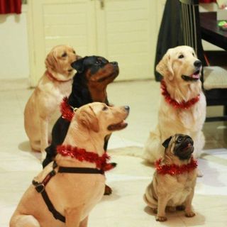 Pawsitively Purrfect for Pets