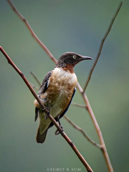 A Spot-winged Starling, a lifer for me on this trip. Finding this bird foraging in the valley on an overcast day was a moment of pure joy.