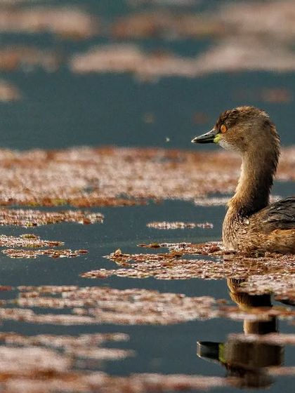The Little Grebe, a small, dumpy waterbird with a fluffy rear end. It's an excellent diver, often disappearing and resurfacing some distance away.