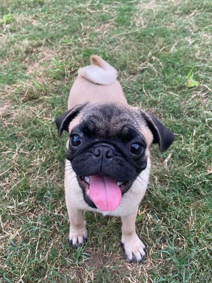 This adorable pug puppy, our 'chotu badmash', is all smiles and ready to play.
