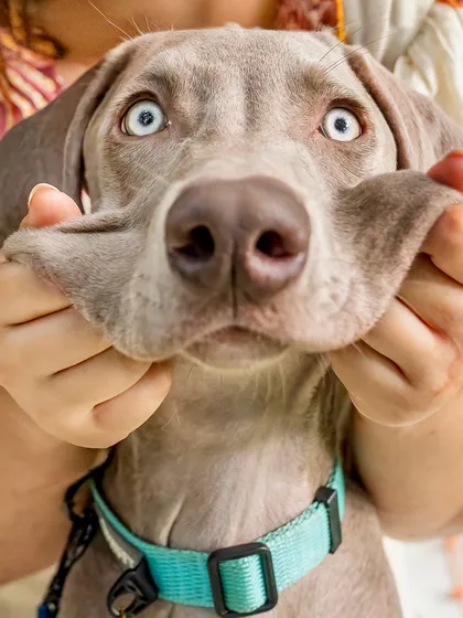 I call this the "pancake face." Capturing the funny, quirky side of your pet's personality is one of my favorite parts of a shoot. This Weimaraner's floppy cheeks and wide-eyed expression make for a hilarious and unforgettable portrait that shows his playful nature.