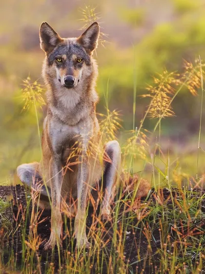 In the grasslands of Bhigwan, I met this Indian Grey Wolf. The directness of its gaze was captivating, a silent communication beyond words. It sat with a calm authority, a wild spirit that reminded me of the ancestors of our domestic companions.