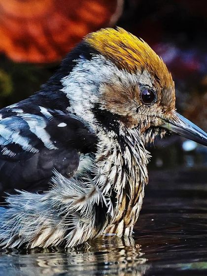 A Brown-fronted Woodpecker in the water, its feathers wet and spiky. This close-up captures an unusual texture and the bird's focused expression as it bathes.