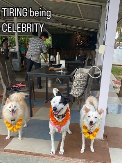 Therpup - Pet-Friendly Cafe & Restaurant Paw-ties & Celebrations photo 29