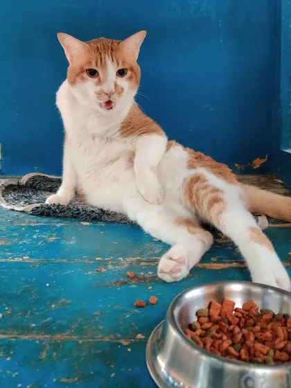This guest is the king of his castle and he knows it. We love getting to know each cat's unique personality and making them feel like royalty.
