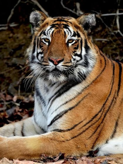 That look you get when you are still thinking about the nap you should have taken. This tigress, resting among the dry leaves, seems lost in thought. Capturing these relatable, almost human-like expressions is what makes wildlife photography so special.