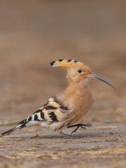 A Eurasian Hoopoe on the move, its crest partially raised.