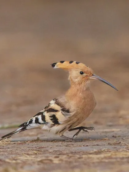 A Eurasian Hoopoe on the move, its crest partially raised.