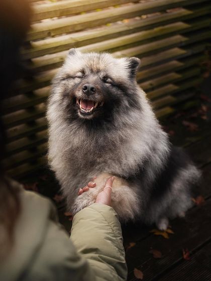 Rohit - Family & Pet Photography Paws & Personalities: Solo Pet Portraits photo 21
