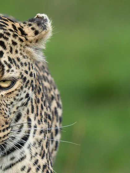These images further explore the lives of Africa's big cats, from quiet portraits and family interactions to the drama of the hunt. Each one is a piece of the larger narrative we build on safari.