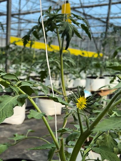 The first sign of a new harvest. The inflorescence, or flower clusters, on our tomato plants promise a greenhouse filled with colorful and plump cherry tomatoes in the coming months.